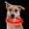 Nite Ize Flashflight "Dog Discuit" LED Frisbee