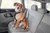 RuffWear Load Up™ Harness Hunde Auto Geschirr